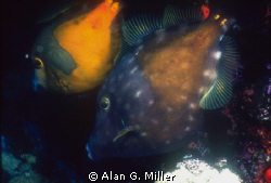 White Spotted Filefish, Mona Island, shot on Kodachrome 6... by Alan G. Miller 